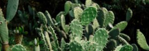Phoenix metro real estate update May 2025