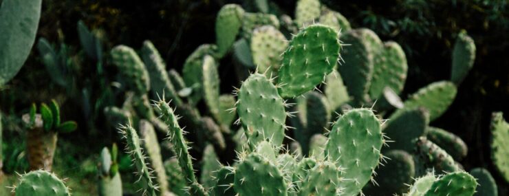 Phoenix metro real estate update May 2025
