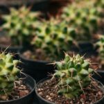 Phoenix Metro Real Estate Update Nov 2025