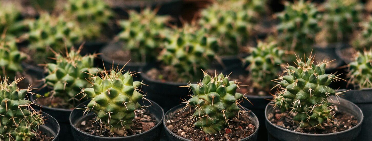 Phoenix Metro Real Estate Update Nov 2025