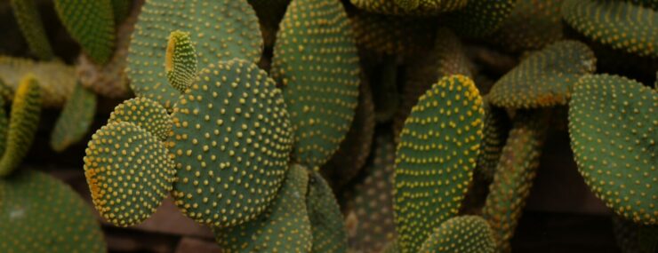 Phoenix Metro Real Estate Report Jan 2026