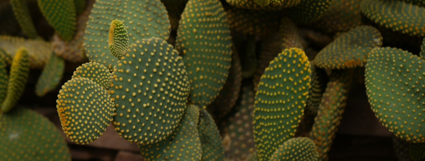 Phoenix Metro Real Estate Report Jan 2026